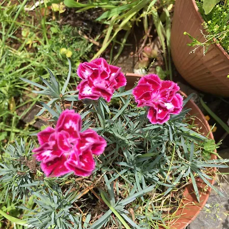 Casa Do Til Oda ve Kahvaltı