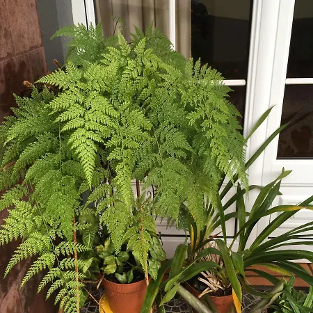 Casa Do Til Santana (Madeira)