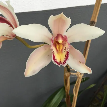 Casa Do Til Oda ve Kahvaltı Santana (Madeira)