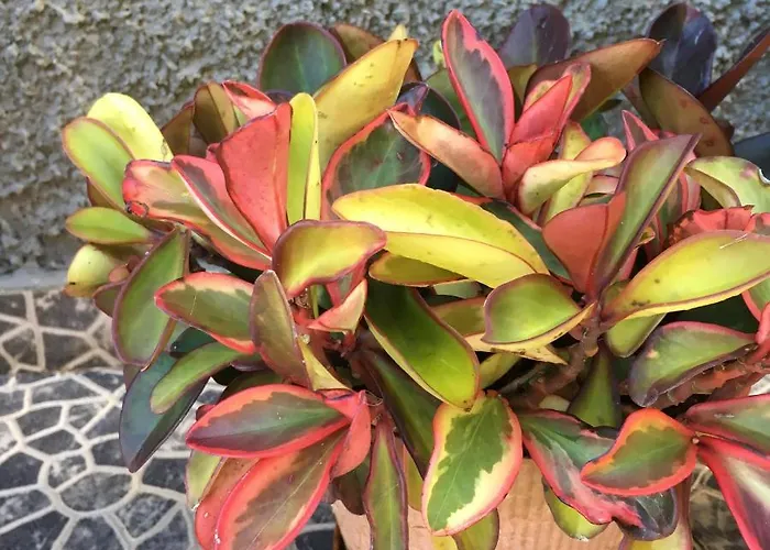 Bed & Breakfast Casa Do Til