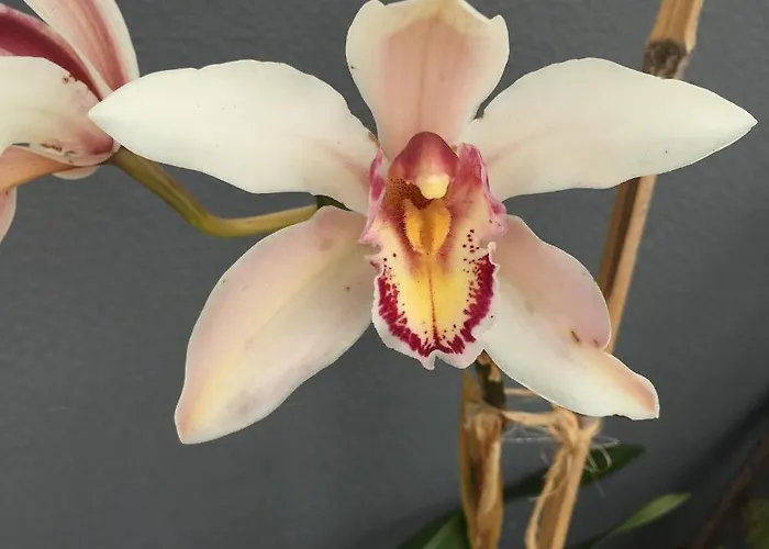 Casa Do Til Bed & Breakfast Santana (Madeira)