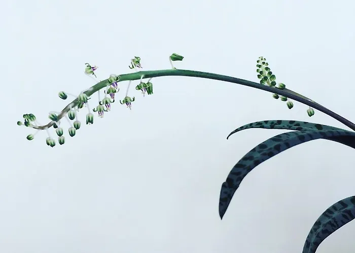 Casa Do Til Frühstückspension Santana (Madeira)