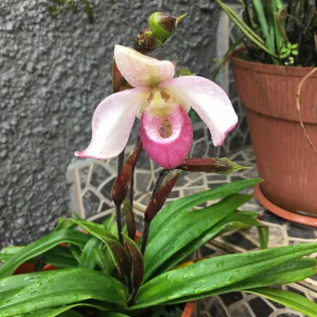 Casa Do Til فندق مبيت وإفطار