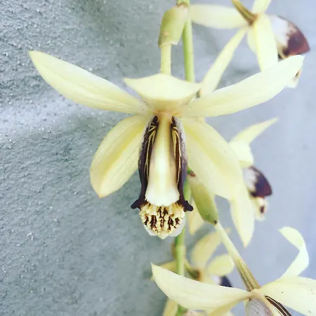 Casa Do Til 3* סנטנה