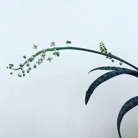 Casa Do Til فندق مبيت وإفطار سانتانا