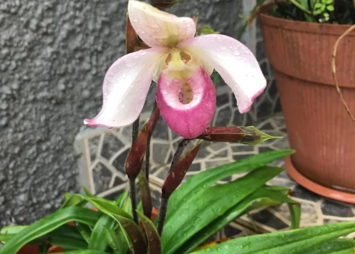 Casa Do Til Отель типа 