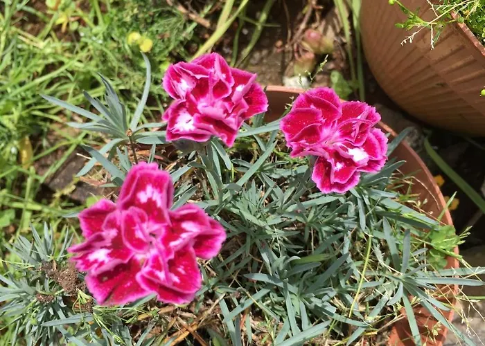 Casa Do Til Отель типа 