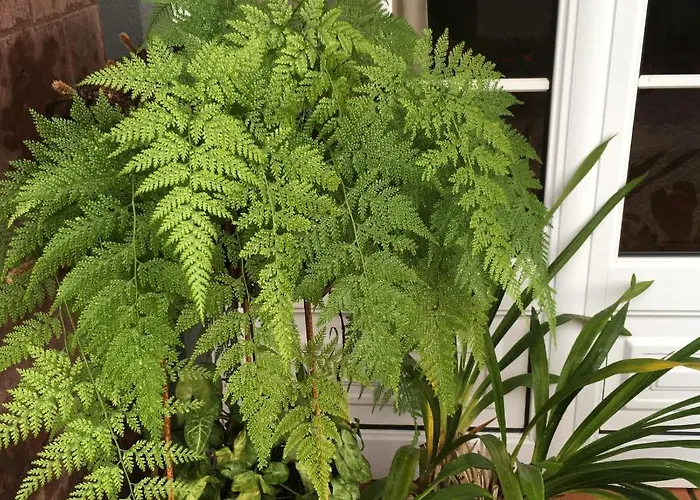 Casa Do Til Сантана