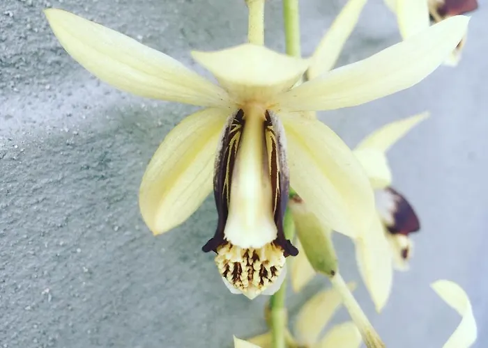 Casa Do Til 3* Santana (Madeira)